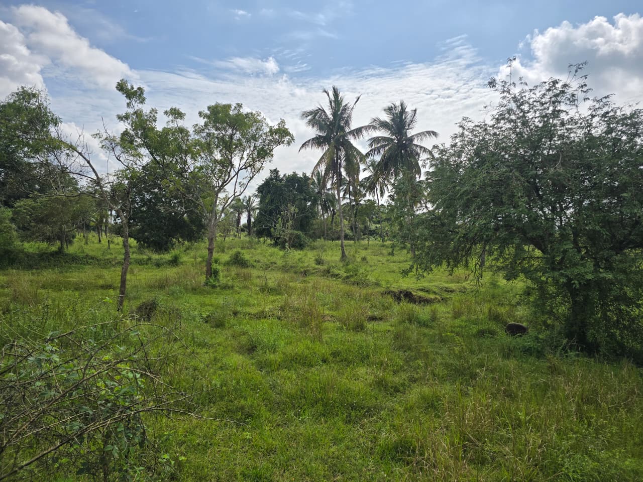 Land for Sale in Ichchankulama at Ichchankulama