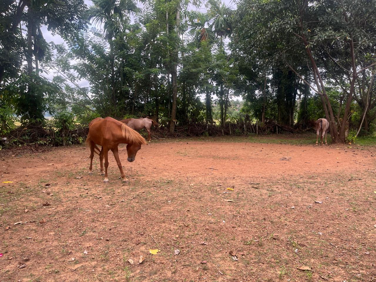 1 Acre+ Horse Ranch with Bungalow in Piliyandala at Piliyandala