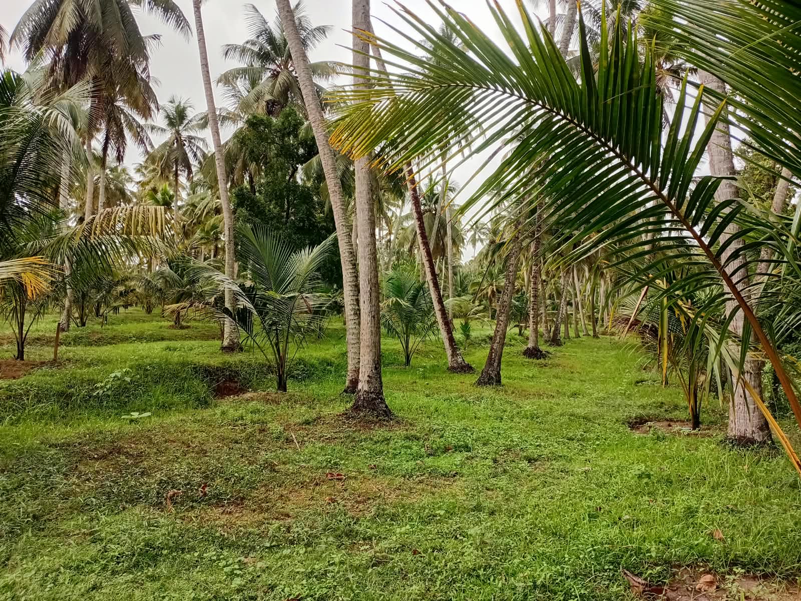20 Acre Well Maintained Coconut Estate near Chilaw at Near Chilaw